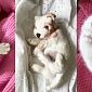 Вязаный щенок спицами